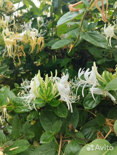 Магония падуболистная желтая