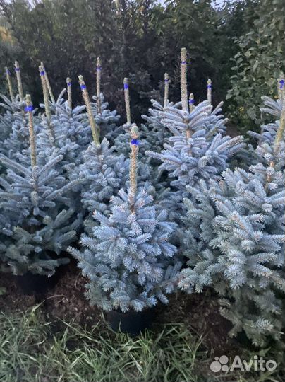Ель голубая