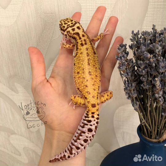 Эублефар самка