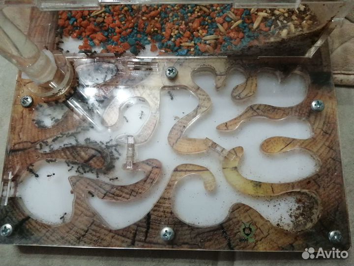 Муравьиная ферма с муравьями