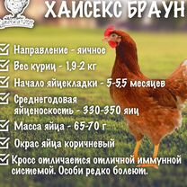 Куры молодки несушки