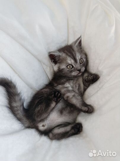 Шотландский котик