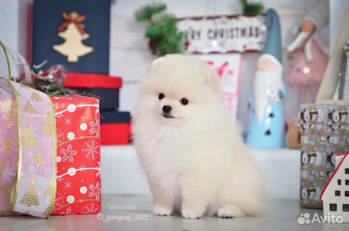 Померанский шпиц медвежьего типа