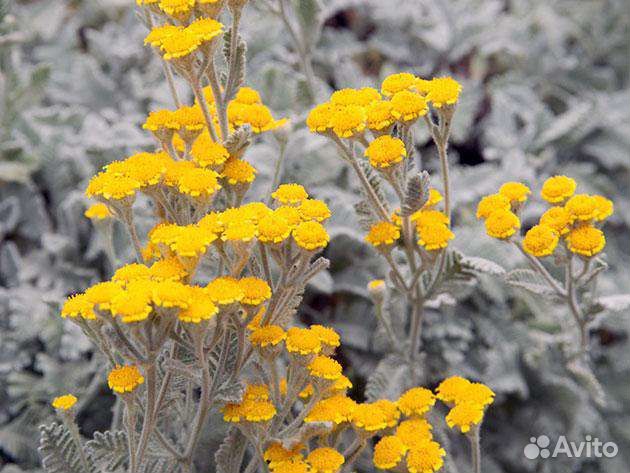 Пижма Гарадянова