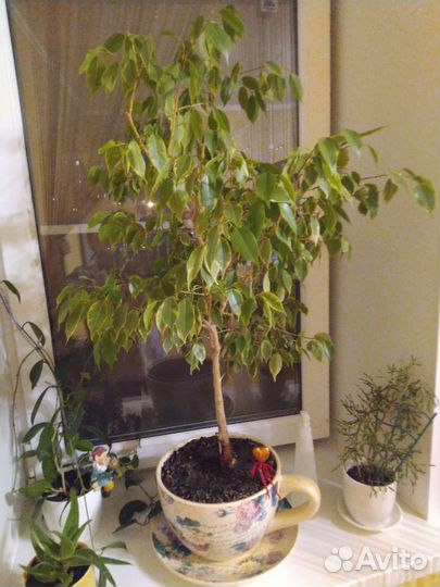 Фикус бенджамина пестролистный