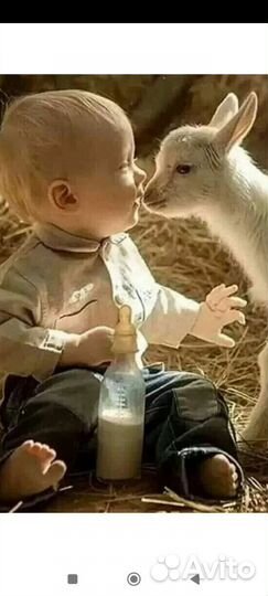 Козье молоко