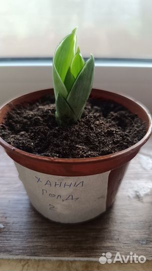 Сансевьера Ханни голд