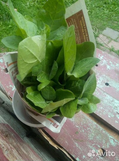 Рассада табака