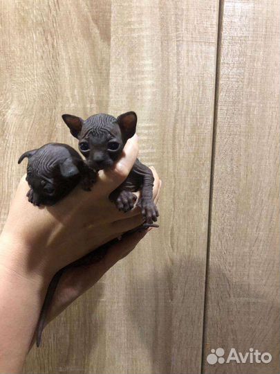 Канадский сфинкс