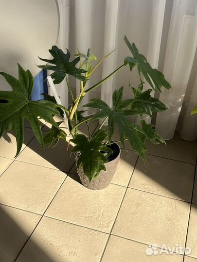 Филадендрон