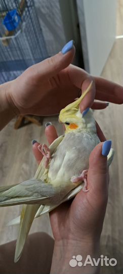 Попугай корелла птенец выкормыш ручной