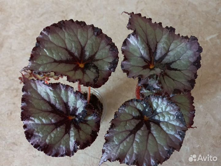 Сортовые бегонии