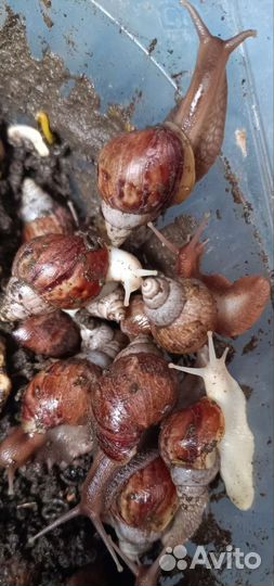 Улитки ахатины 2 вида молодые