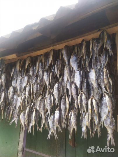 Рыба вяленая плотва