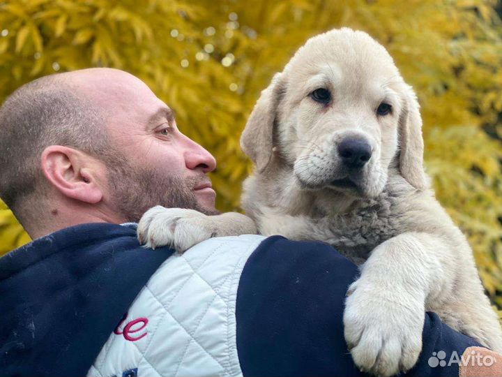 Кинолог с передержкой, дрессура с выездом щенки