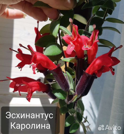 Ахименес, эсхинантус, колумнея