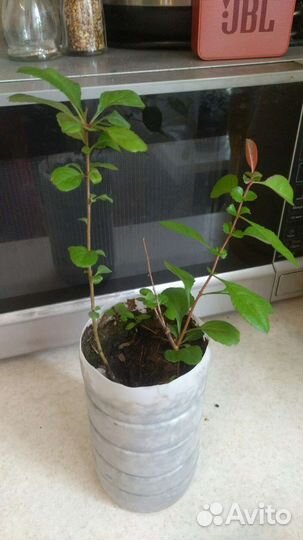 Калина бульденеж, айва японская