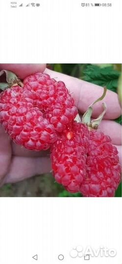 Сморода Малина Таруса