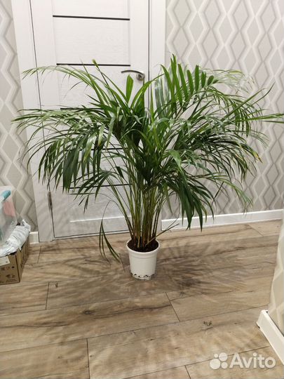 Пальма арека дипсис комнатные растения цветы
