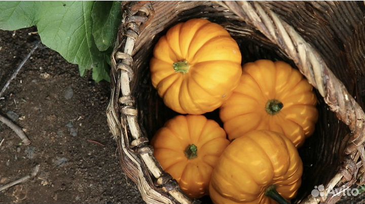 Тыква mini декоративная белая, оранжевая