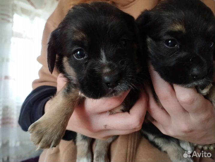 Американский кокер спаниель девочка