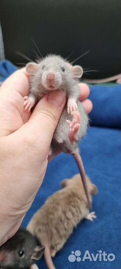 Крысята крысы дамбо рекс из питомника с паспортом