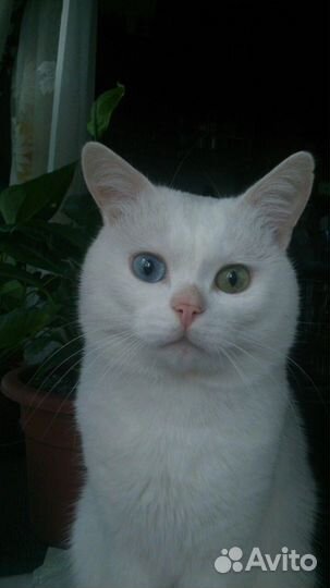 Кот на вязку