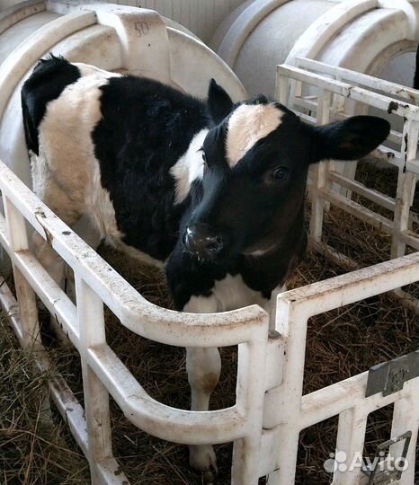 Холмогоры Голштины Бычки Тёлки