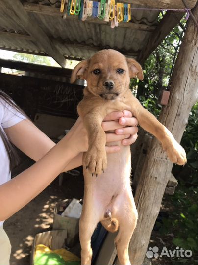 Щеноки в добрые руки