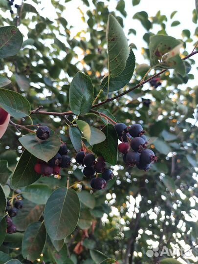 Ирга башмала