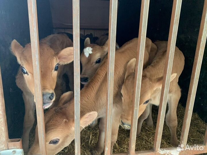 Телята бычки лимузин