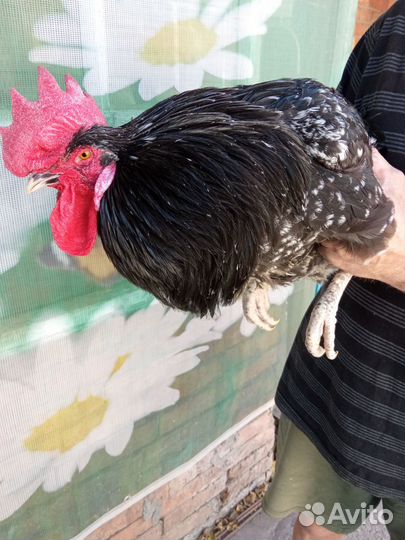 Петушки Борковская борвистая