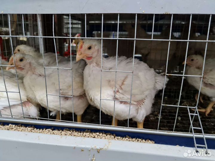 Бройлерные цыплята в наличии