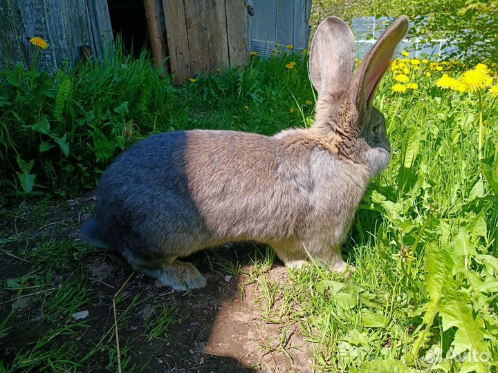 Кролики фландр ризен 9- 10 кг
