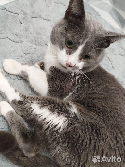 Кот в добрые руки