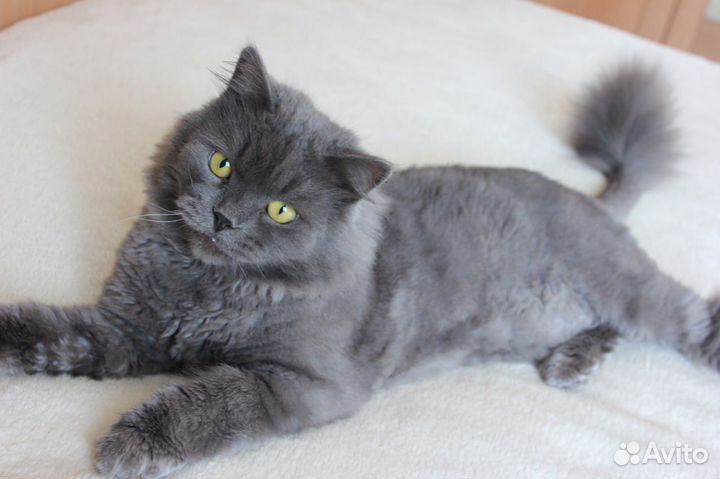 Кот Лёвушка ищет дом