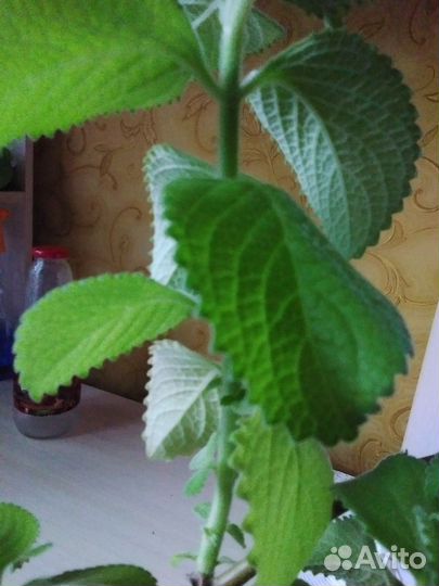 Мята домашняя