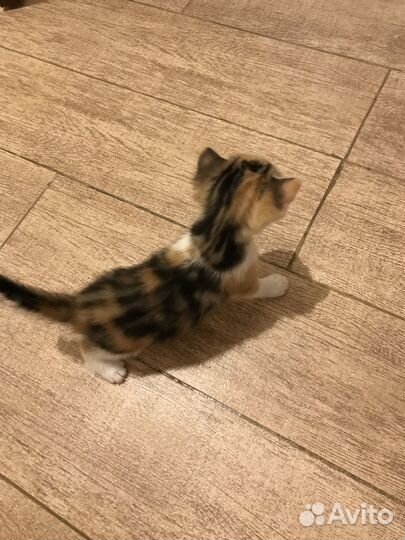 Отдам в добрые руки