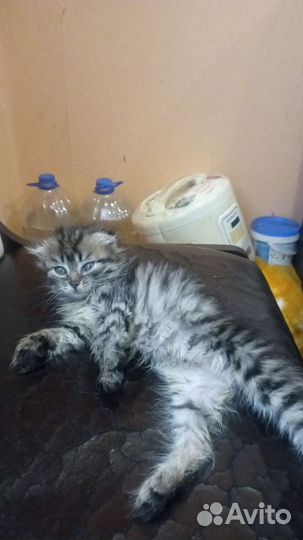 Кошки в добрые руки породистые