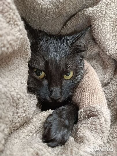 Груминг кошек