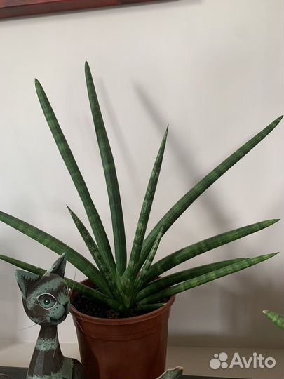 Сансевиерия цилиндрика Skyline