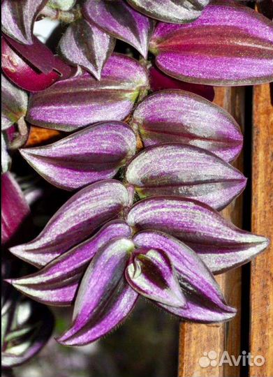 Традесканции сортовые