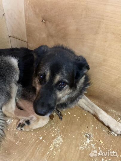 Пёс-трусишка очень хочет обрести семью