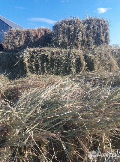 Сено люцерны в тюках