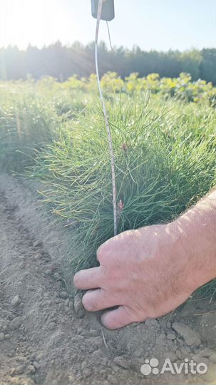 Ель Европейская окс Picea abies