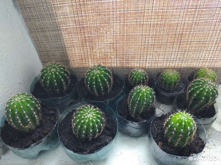 Кактус