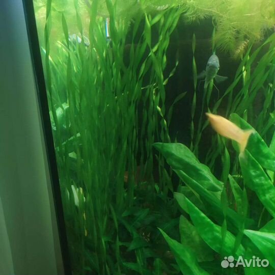 Валеснерия, пистия