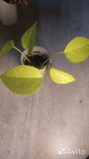 Эпипремнум неон