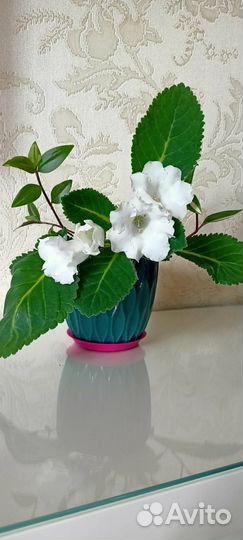 Клинатные растения