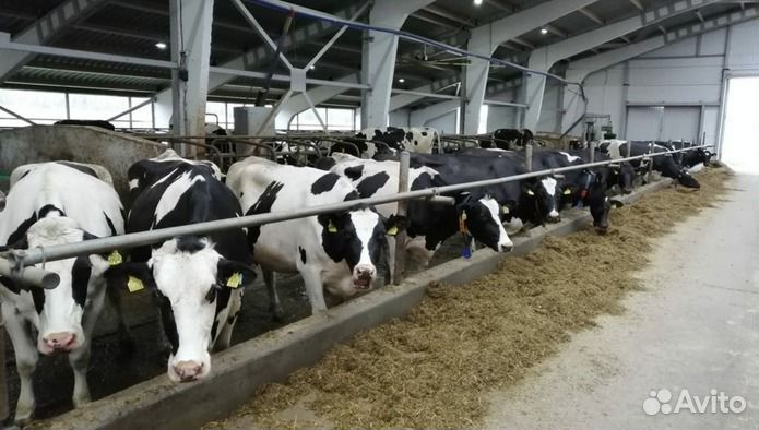 Коровы тёлки молодняк хряки вынужденный забой